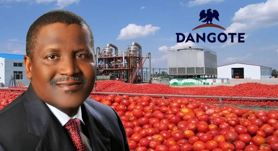 Production Resumes At Dangote’s Tomato Plant In Kano 