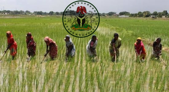 Federal Government To Boost Agribusiness Wth 80km Access Road for Construction In Kano and Jigawa