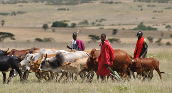 Cattle-Grazing