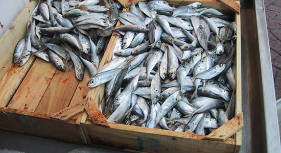 Fish Import Quota No Longer Sustainable
