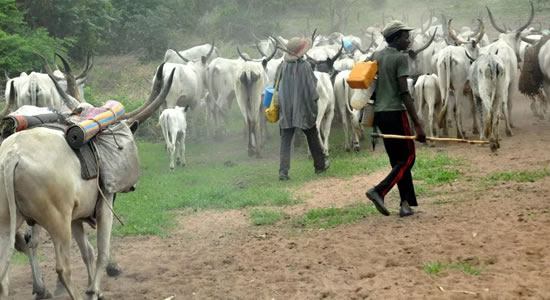 Group Trains Herdsmen on Modern Livestock Business