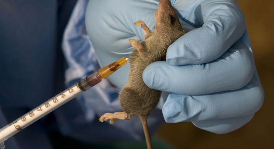 Lassa Fever On Rampage, 132 Lives Lost In The Last Three Month – Minister