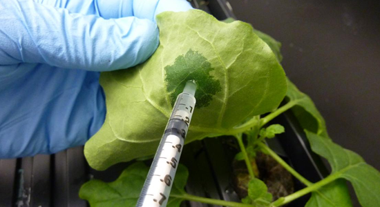 Scientists Make Polio Vaccine From Plant  